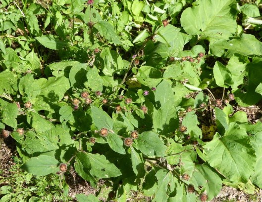 p1010047lesser-burdock