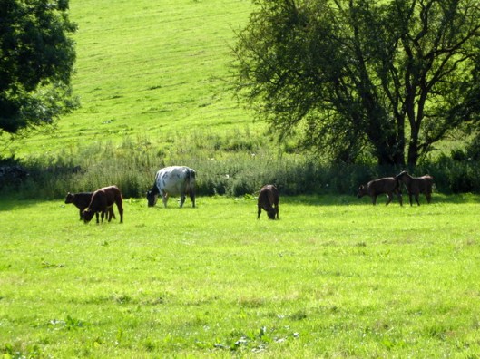 p1010048cows-and-calves
