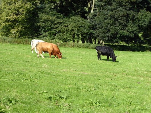 p1010049bull-and-cows