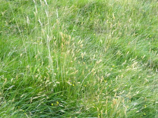 p1010058grasses