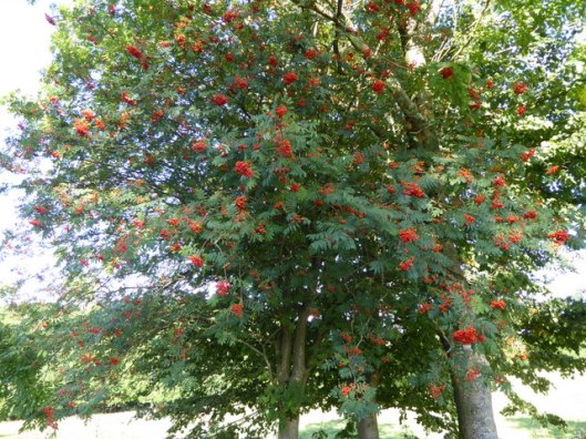p1010078rowan-tree
