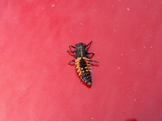p1010129ladybird-larva