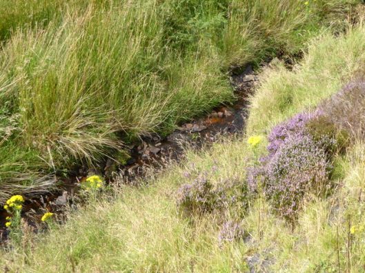 p1010132infant-r-goyt