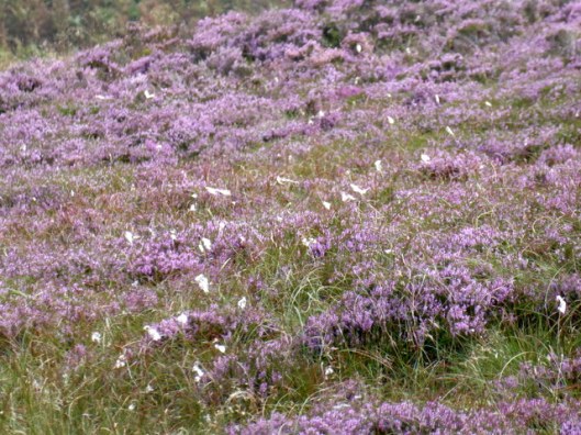 p1010167cotton-grass