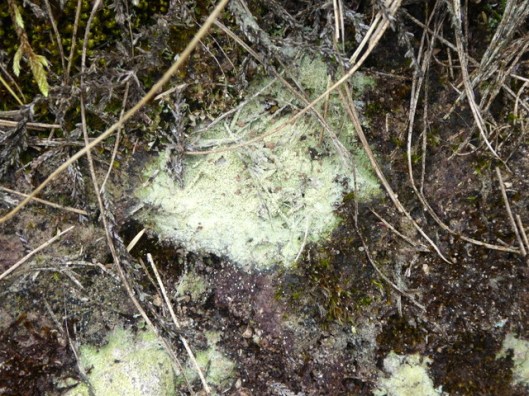 p1010168lichen/slime mould
