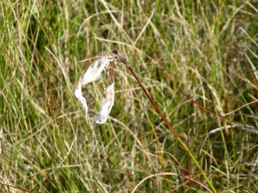 p1010185cotton-grass