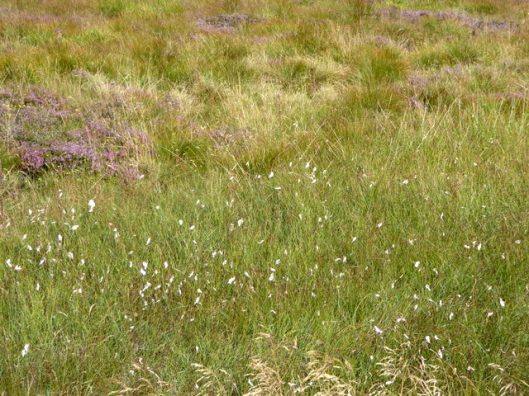 p1010192cotton-grass