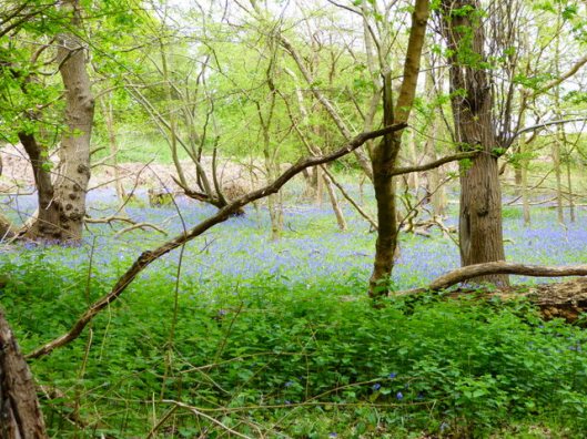 p1000226bluebells-at-minsmere