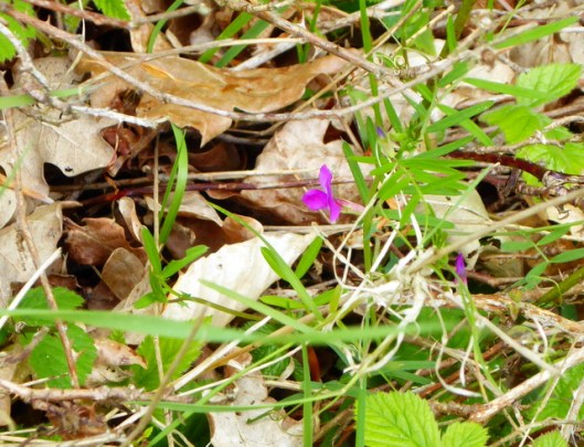 p1000227minsmere-common-vetch