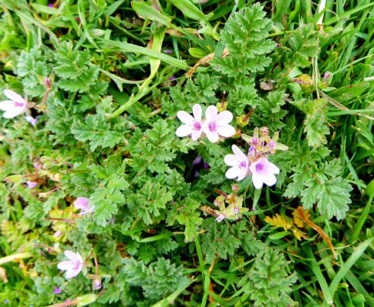 p1000229minsmere-common-storks-bill