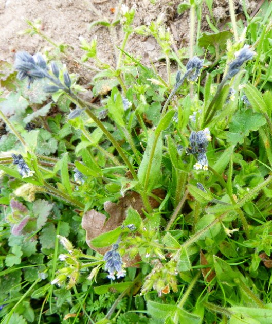 p1000233minsmere-changing-forget-me-not