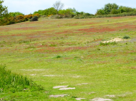 p1000234minsmere-common-sorrel
