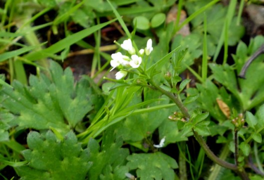 p1000236minsmere-wavy-bitter-cress