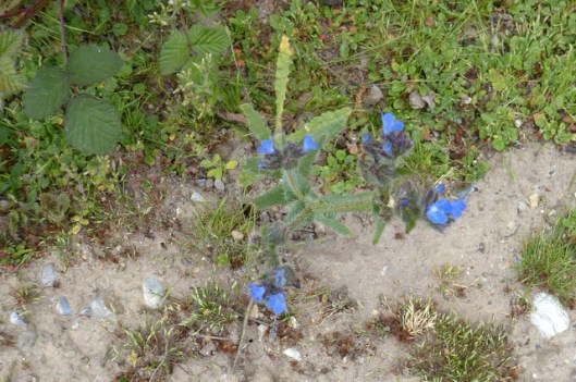p1000241minsmere-bugloss