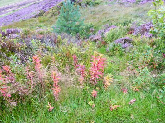 p1010215ramshaw-rocks