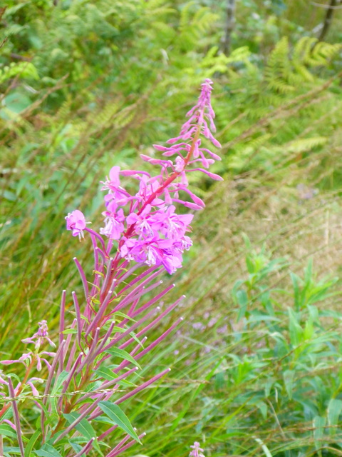 p1010216rosebay-willowherb