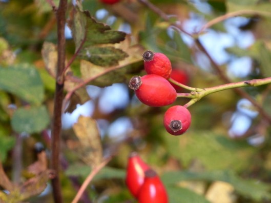 p1010457rose-hips