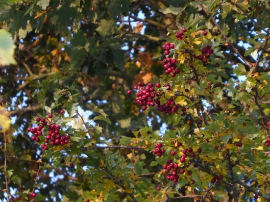 p1010464hawthorn