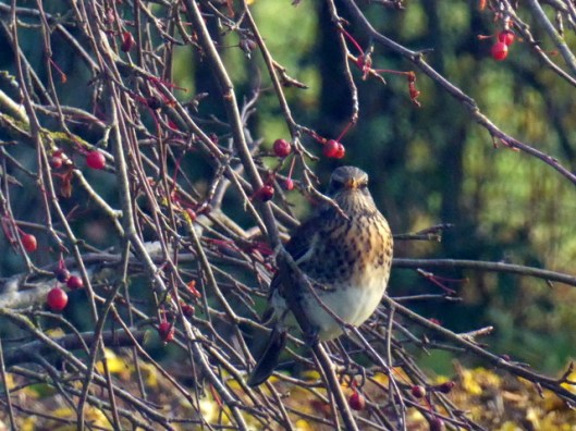 p1010490fieldfare