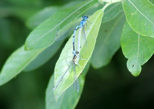 img_2756damselflies
