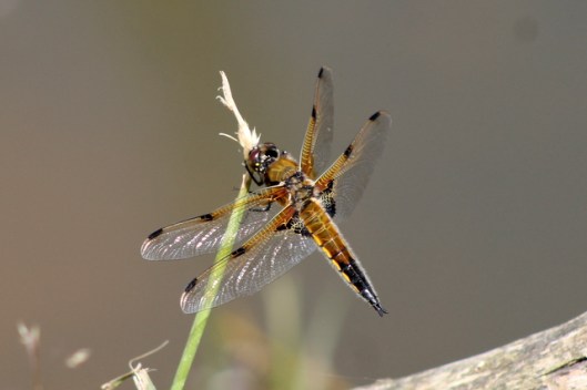 img_2766dragonfly-001