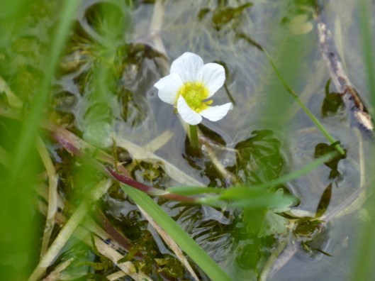p1000277pond-water-crowfoot