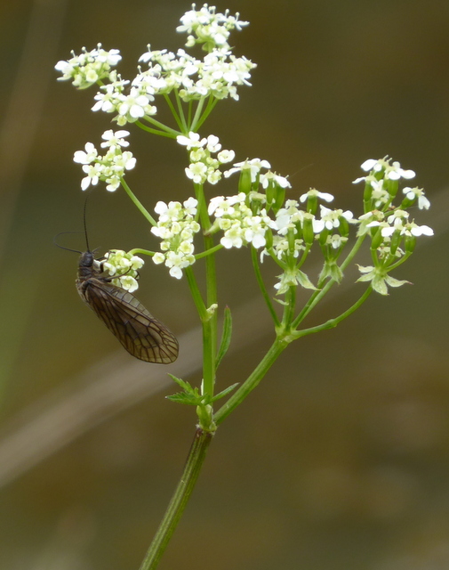 p1000320alder-fly-001