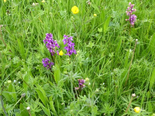 p1000345early-purple-orchid