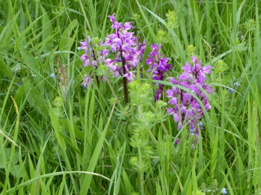 p1000346early-purple-orchid