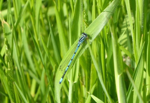 p1000392damselfly