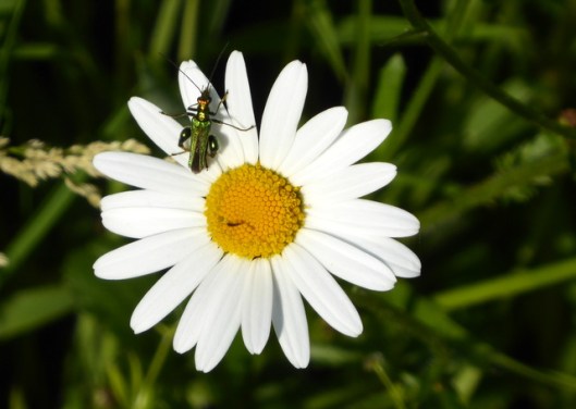 p1000468oedemera-nobilis