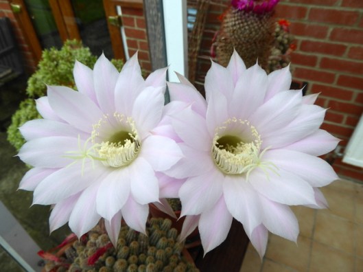 p1000475cactus-flowers