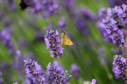 img_2774large-skipper