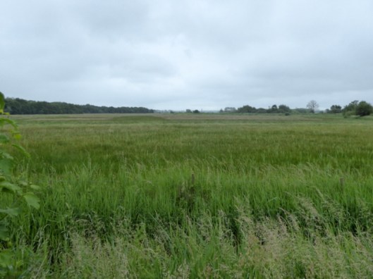 p1000494strumpshaw-fen