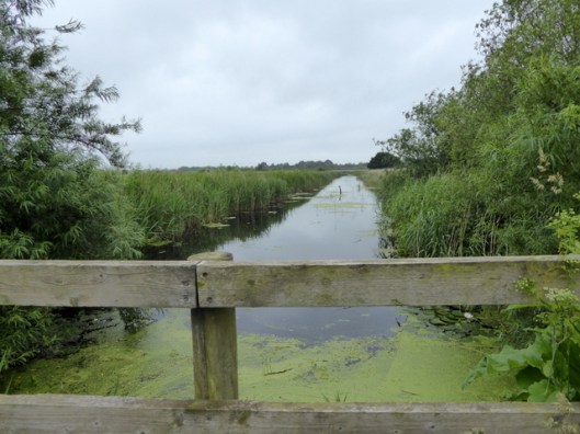 p1000502strumpshaw-fen