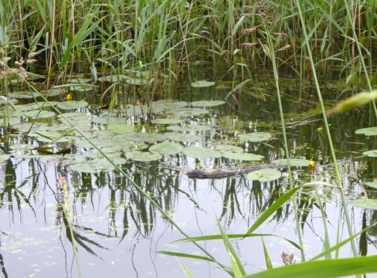 p1000503yellow-water-lily-001
