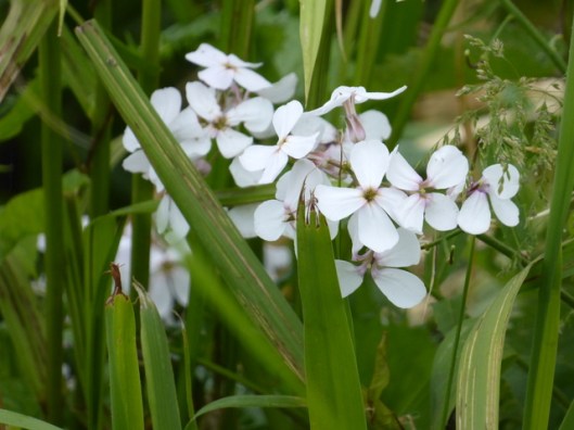p1000515dames-violet