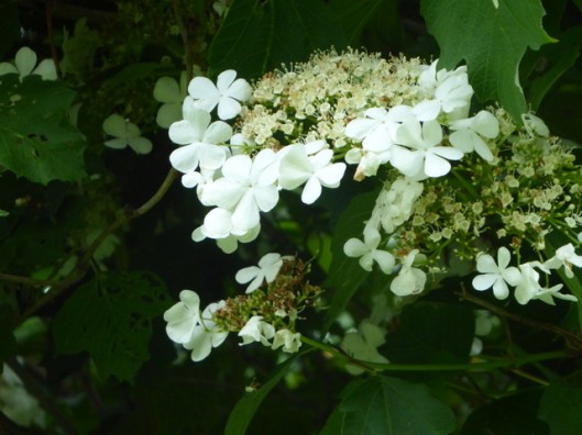 p1000519guelder-rose