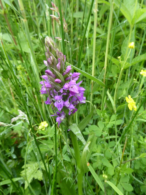 p1000524southern-marsh-orchid