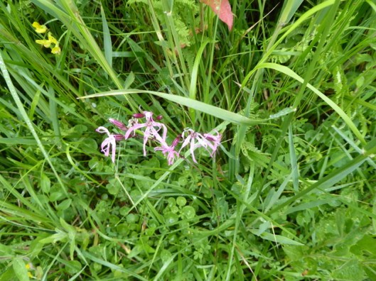 p1000526ragged-robin