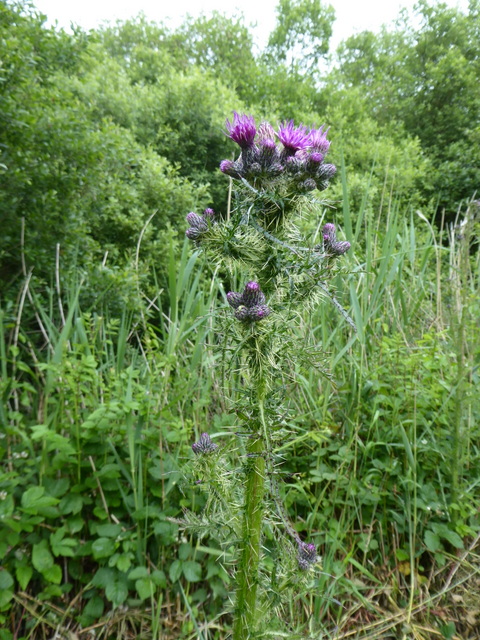 p1000530marsh-thistle
