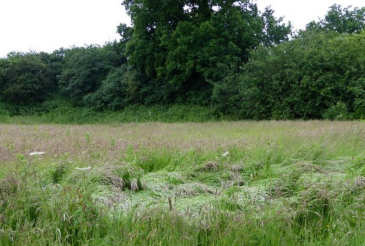 p1000531yorkshire-fog