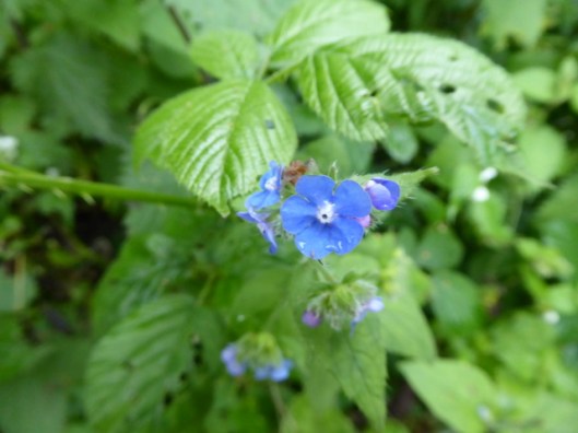 p1000536green-alkanet