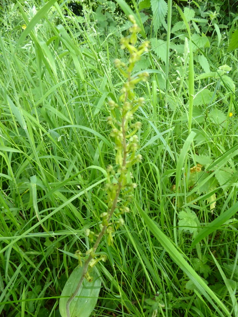 p1000537common-twayblade
