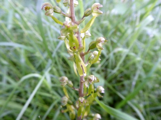p1000538common-twayblade