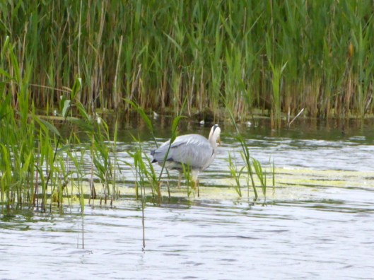 p1000542grey-heron