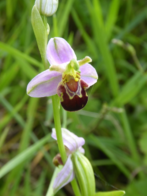 Bee Orchid