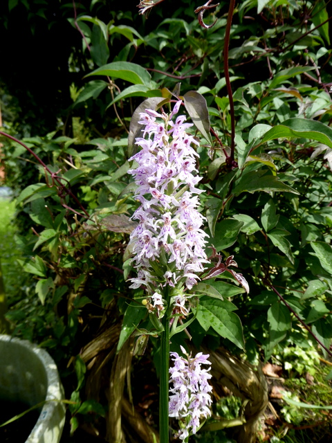 p1000581common-spotted-orchid