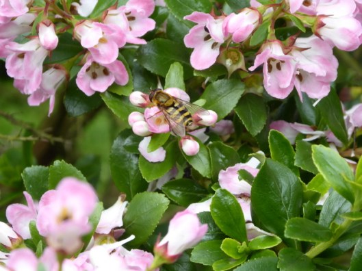 p1000583hoverfly-syrphus-ribesii