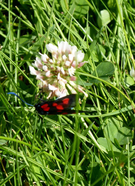 p1000596five-spot-burnet-moth
